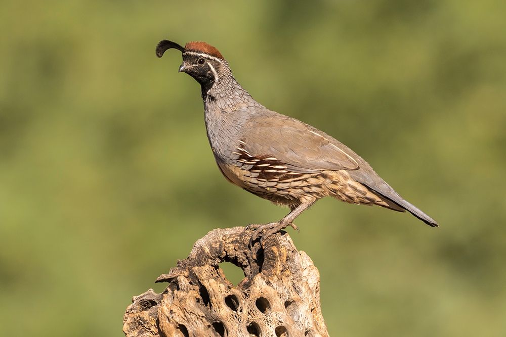 Arizona-Santa Cruz County Male Gambels quail on cactus skeleton